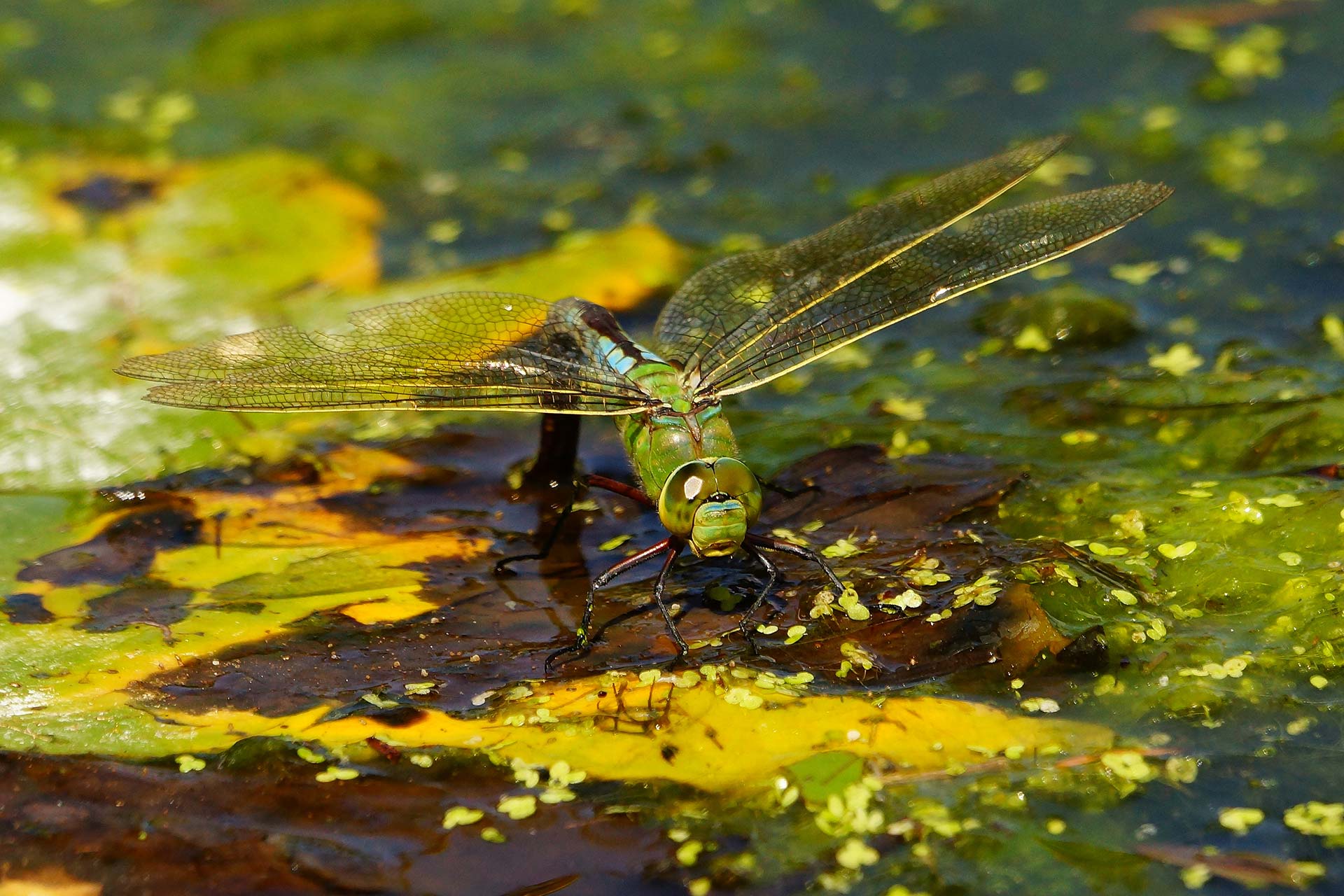 Wildlife at Hindringham Hall, Norfolk