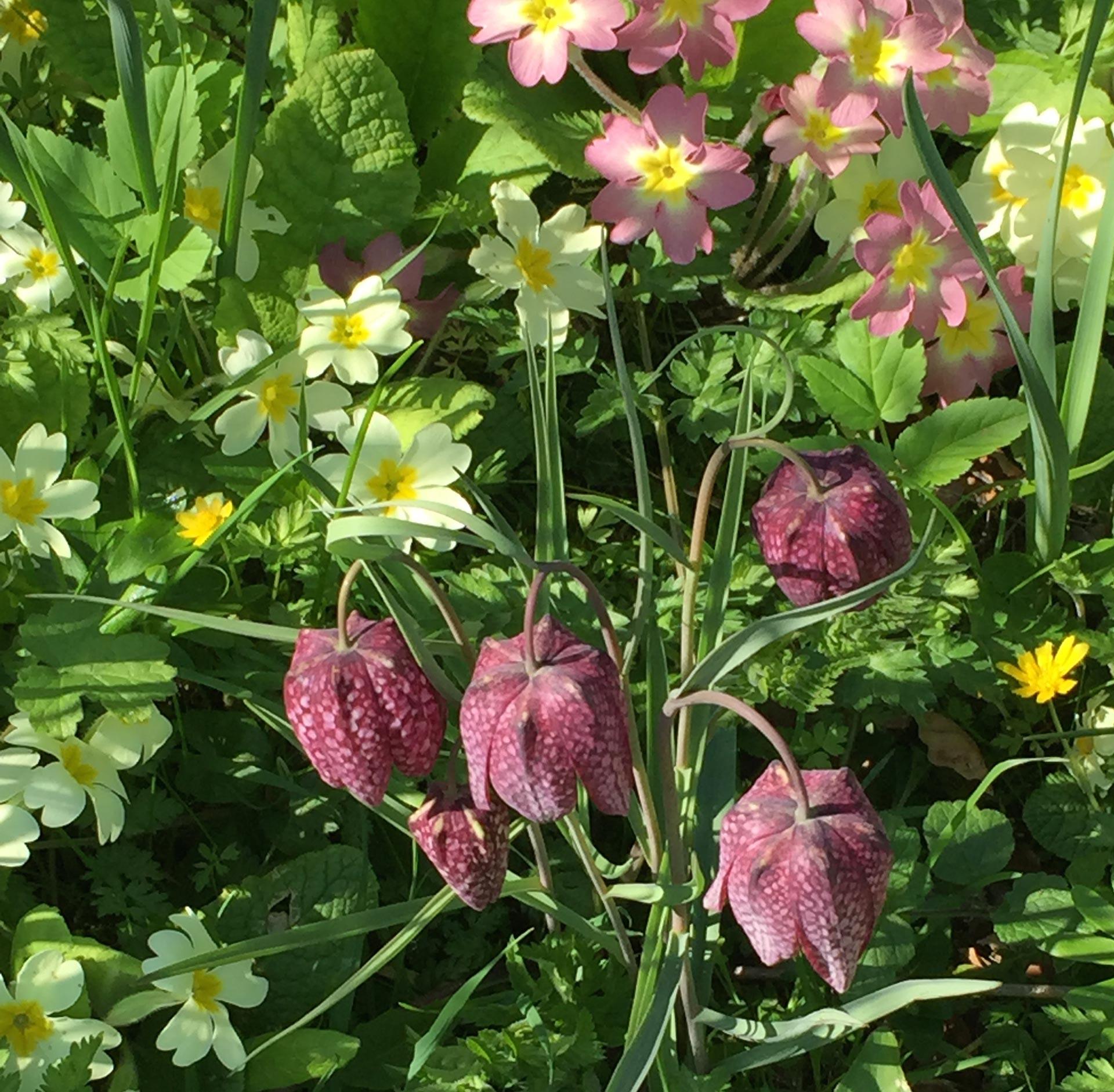 The Wild Garden at at Hindringham Hall, Norfolk