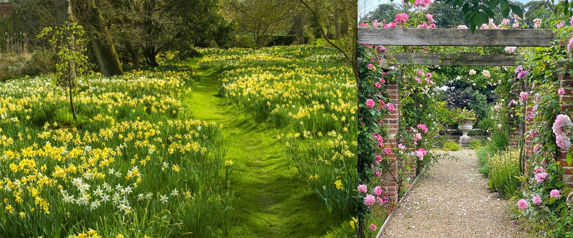 Hindringham Hall Garden Daffodils and Roses.