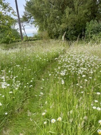 Wild Garden@hindringhamhall